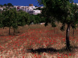 Poppies and Trees in Springtime  Village of Sant Augusti De Vedra  Ibiza  Balearic Islands  Spain