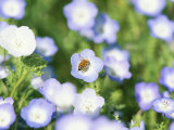 Bee Collecting Nectar from a Spring Wild Flower  Santa Barbara Botanical Gardens  USA