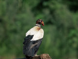 King Vulture  an Amazonian Bird  Parque Nacional Madidi  Bolivia  South America