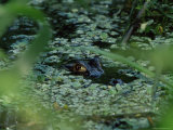 Black Alligator (Yakare)  Parque Nacional Madidi  Bolivia  South America