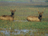 Indian Sambar Deers in Pond  Keoladeo Ghana National Park  Bharatpur  Rajasthan State  India