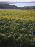 Vineyards Near Traverse City  Michigan  USA