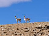 Vicuna Near Laguna Colorado  Reserva Nacional Eduardo Avaroa  Los Lipez  Bolivia