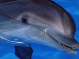 Close-Up of a Dolphin  Loro Parque  Puerto De La Cruz  Tenerife  Canary Islands  Spain