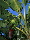 Bananas on Banana Plant  Barreirinhas  Lencois Maranhenses  Brazil  South America