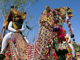 Camels Adorned with Colourful Tassels and Bridles  Bikaner Desert Festival  Rajasthan State  India
