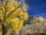 Cottonwood  Rio Arriba County  New Mexico  USA