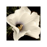 Hibiscus View