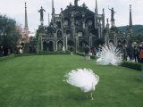 White Peacocks in Front of Folly  Isola Bella  Lake Maggiore  Piedmont  Italy
