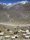Shepherd and Flock  North of Manali  High Above Chenab Valley  Himachal Pradesh  India