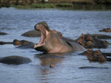 Hippos  Chobe National Park  Botswana  Africa