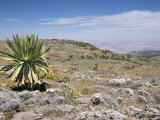 A Single Giant Lobelia  Bale Mountains  Southern Highlands  Ethiopia  Africa