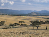 Acacia Trees on High Grasslands in Front of Bale Mountains  Southern Highlands  Ethiopia  Africa