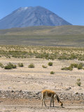Vicuna Grazing on Altiplano Desert  El Misti Volcano Behind  Near Arequipa  Peru  South America