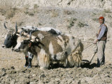 Yak-Drawn Plough in Barley Field High on Tibetan Plateau  Tibet  China