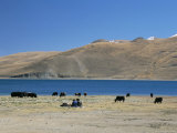 Yaks Graze by Yamdrok Lake Beside Old Lhasa-Shigatse Road  Tibet  China