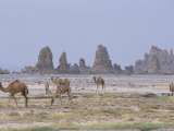Tufa Towers at Lac Abhe  Afar Triangle  Djibouti