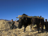 Boys Threshing with Oxen  Bamiyan  Bamiyan Province  Afghanistan