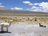 Domesticated Alpacas Grazing on Altiplano  Near Arequipa  Peru  South America