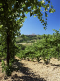 View from Vineyard of the Town of San Gimignano  Tuscany  Italy
