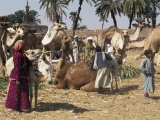 Camel Market  Darwa  Egypt  North Africa  Africa