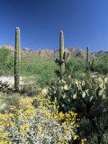 Tall Saguaro Cacti (Cereus Giganteus) in Desert Landscape  Sabino Canyon  Tucson  USA