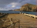 Wharf  Flowerpot  Pitt Island  Chatham Islands Islands