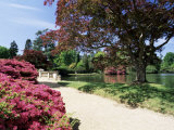 Path on Bank of Ten Foot Pond  Sheffield Park Garden  East Sussex  England  United Kingdom