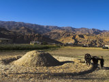 Boy Threshing with Oxen  Bamiyan Province  Afghanistan