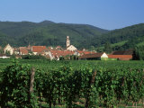 View to Village from Vineyards  Riquewihr  Haut-Rhin  Alsace  France