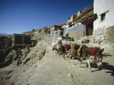 Donkey Caravan Leaving Sakya  Tibet  China