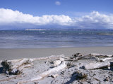 Large Amount of Driftwood on Beach  Haast  Westland  West Coast  South Island  New Zealand