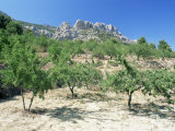 Almond Trees in the Sierra De Aitana  Alicante Area  Valencia  Spain