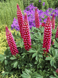 Crimson Lupins  Culzean Castle and Country Park  Scotland  United Kingdom
