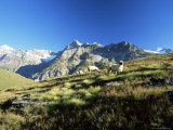 View to the Ober Gabelhorn  Sheep in Foreground  Zermatt  Valais  Switzerland