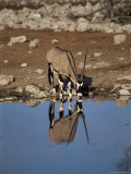 Oryx at Waterhole  Namibia  Africa