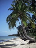 White Sandy Beach and Leaning Palm Trees  Koh Samui  Thailand  Southeast Asia