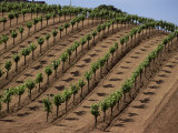 Vineyard  Napa Valley  California  USA