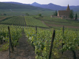 Vineyards  Hunawihr  Alsace  France