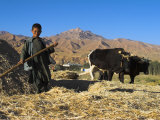 Boy Threshing with Oxen  Bamiyan Province  Afghanistan