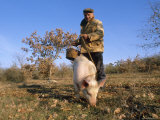 Truffle Producer with Pig Searching for Truffles in January  Quercy Region  France