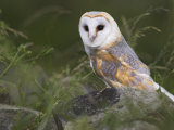 Barn Owl on Dry Stone Wall  Tyto Alba  United Kingdom