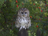 Tawny Owl (Strix Aluco)  on Gate with Rosehips  Captive  Cumbria  England  United Kingdom