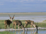Greater Kudu (Tragelaphus Strepsiceros) Males at Seasonal Water on Etosha Pan  Namibia  Africa