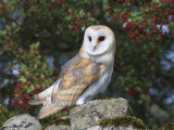 Barn Owl (Tyto Alba)  on Dry Stone Wall with Hawthorn Berries in Late Summer  Captive  England