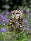 Captive Tawny Owl (Strix Aluco) in Bluebells  United Kingdom