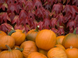 Autumnal Display of Pumpkins Against Virginia Creeper at Organic Farm Shop  Cumbria  UK