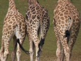 Rothschild's Giraffes (Giraffa Camelopardalis Rothschildi ) Skin  Captive  Native to East Africa