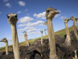 Ostriches  Struthio Camelus  on Ostrich Farm  Western Cape  South Africa  Africa