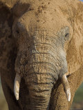 Elephant  Covered in Mud  Eastern Cape  South Africa